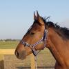 3yo QH x TB Gelding on HorseYard.com.au