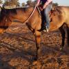 Lovely natured roan QH gelding on HorseYard.com.au