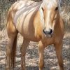 2 x mares on HorseYard.com.au