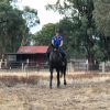 Eventing Prospect- All Rounder on HorseYard.com.au