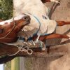 Quiet Sweet Mare on HorseYard.com.au