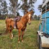 Registered paint mare on HorseYard.com.au