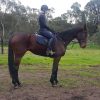 Eventing/Jumping Prospect  on HorseYard.com.au