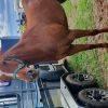 Lovely Stock Horse Mare  on HorseYard.com.au