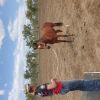 Bay gelding  on HorseYard.com.au