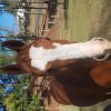 Purebred Arab Gelding.  on HorseYard.com.au