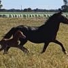 Horses for sale on HorseYard.com.au