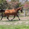 ARABIAN WB BROODMARE ONLY on HorseYard.com.au