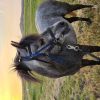 12hh Reg. Australian Pony on HorseYard.com.au