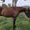 (SOLD PENDING) Playboy Roy /Cadet  ASH Gelding on HorseYard.com.au