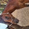 Sweet Mare needs a loving home on HorseYard.com.au