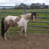 Paint appy mare. on HorseYard.com.au