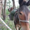 Mule for sale on HorseYard.com.au