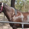  percheron mare on HorseYard.com.au