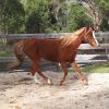 Registered Welsh B Mare on HorseYard.com.au