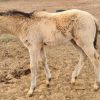 Buckskin QH x Filly on HorseYard.com.au