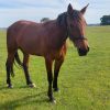 Standardbred Mare on HorseYard.com.au