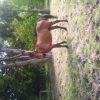 Bay Gelding on HorseYard.com.au