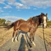 13.2hh Brumby Mare on HorseYard.com.au