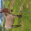 Welsh roan filly on HorseYard.com.au