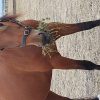 Standard Mare on HorseYard.com.au