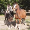 Show Quality Reg Wesh A Gelding and Companion  on HorseYard.com.au