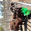 Shetland Ponies  on HorseYard.com.au