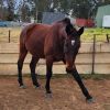 Standardbred gelding on HorseYard.com.au