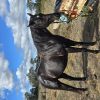 Handsome Fighter (Aust) 2016 Frankie on HorseYard.com.au