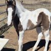 Black and white tobiano colt  on HorseYard.com.au