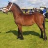 Welsh D Filly 9 months to reach 14.3hh on HorseYard.com.au