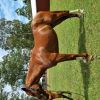 Loki Stock x TB on HorseYard.com.au