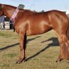 100% Heritage Reg  Stockhorse mare  on HorseYard.com.au