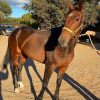 Sweet Bay Mare on HorseYard.com.au