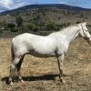 All rounder SOLD on HorseYard.com.au