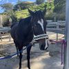 10 year old mare for sale on HorseYard.com.au