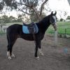 Beautiful Bling Gelding  on HorseYard.com.au