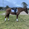 Unraced Gelding "Groot"  on HorseYard.com.au