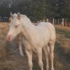 Cremello QH colt on HorseYard.com.au