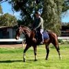 HUGE MOVING OTTB GELDING  on HorseYard.com.au