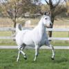 Pure Arabian mare on HorseYard.com.au