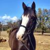 sold - Impressive Clydesdale X Gelding on HorseYard.com.au