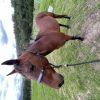 SOLD - 12 yr affectionate gelding standard bred  on HorseYard.com.au