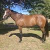 Big flash thoroughbred mare on HorseYard.com.au