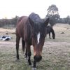 Thoroughbred mare  on HorseYard.com.au