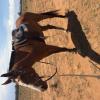 Quiet gelding  on HorseYard.com.au