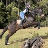 Lovely Natured Gelding on HorseYard.com.au