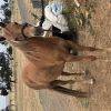 Multi registered riding pony  on HorseYard.com.au