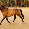 Stunning Buckskin Colt on HorseYard.com.au