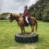 ARP Chestnut Gelding on HorseYard.com.au